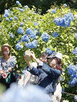 Hydrangea in bloom on sunny day amid rainy season