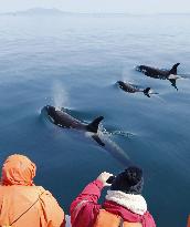 Killer whales seen in northern Japan