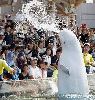White whale in Japanese aquarium