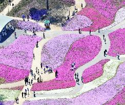 Pink flower 'carpet' in Japan