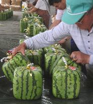 Shipment of square watermelons begins in Kagawa