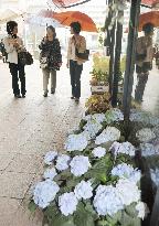 Rainy season begins in western half of Japan