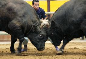 Bullfighting resumes