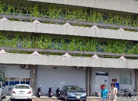 'Green curtain' on city hall