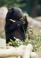 Black bear goes into hibernation in Ueno Zoo