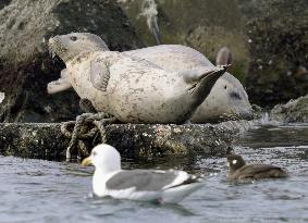 Spotted seals rest at Wakkanai port in northern Japan