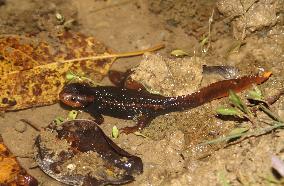 Amphibian discovery illuminates Myanmar's "hidden biodiversity"