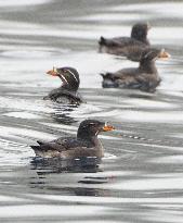 Rhinoceros auklets rest near Teuri Island, Hokkaido