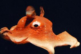 Flapjack octopus swims at Aquamarine Fukushima