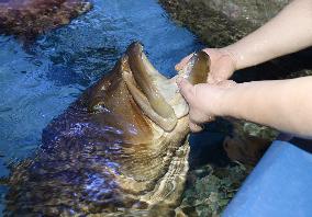 Superfriendly fish at aquarium demands petting, toothbrushing