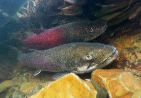 Japanese huchen fish move upstream in Hokkaido river