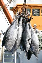 Int'l panel agrees on flexible bluefin tuna catch limit