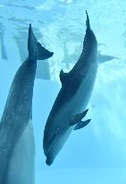 Dolphin conceived by artificial insemination in Japan
