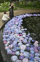 Hydrangea at Osaka temple