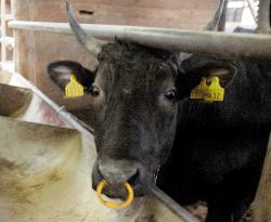 Asset-based lending extends to prized meat cows