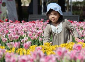 Tulip festival in Toyama