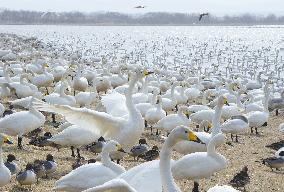 Swans arrive in Onuma to rest for journey to Siberia