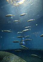 Striped bonito swim in tank at Tokyo Sea Life Park
