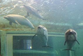 5 aquariums may quit Japan ass'n to keep acquiring Taiji dolphins