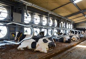Cowshed equipped with ventilators to keep cattle cool in summer heat