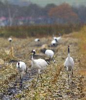 Red-crowned cranes in Hokkaido