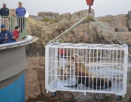 Steller sea lion back to Fukushima aquarium
