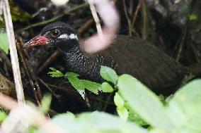 Home of Okinawa rail to be designated as national park