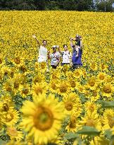 Sunflower field in Hokkaido