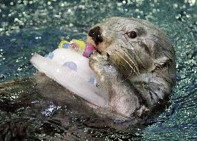 Sea otter in Osaka gets cake on 21st birthday