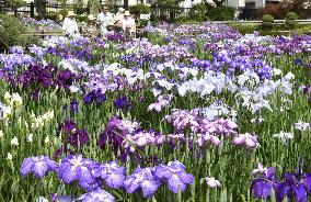 Iris flowers in full bloom in Tokyo