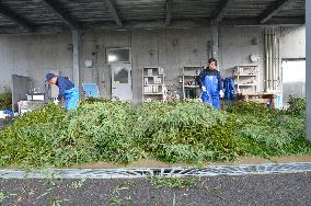 Panda breeder in Japan