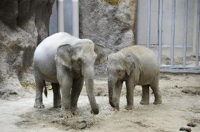 Asian elephants at Sapporo zoo