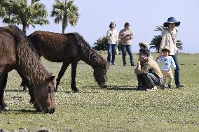 Wild horses in Japan