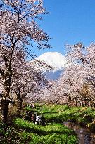 Cherry blossom in full bloom in village at foot of Mt. Fuji