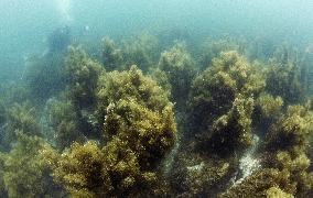 'Forest' of seaweed grows undersea