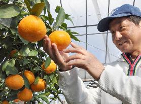 Orange grower looks happy before harvesting