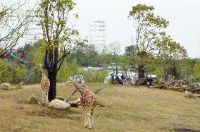Yokohama zoo opens savanna area