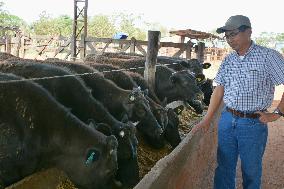 Japanese beef farmer in Paraguay keeps "wagyu" cattle