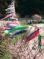 Carp streamers fly with cherry blossoms