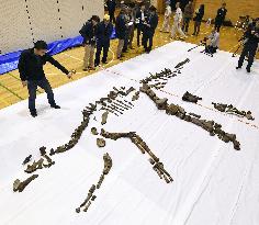 Researchers unearth Japan's largest fossilized dinosaur skeleton