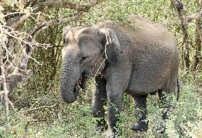 Asian elephants in Sri Lanka