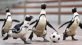 Football: Penguins football players