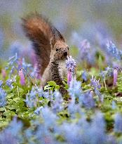 Hokkaido squirrel in Japan