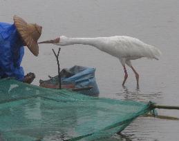 Lost cranes find sanctuary in Taiwan, Japan