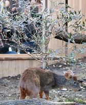 Pudus, world's smallest deer, on display at Japan zoo