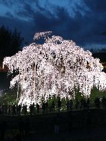 Famed 1,000-year-old cherry blossoms in Fukushima