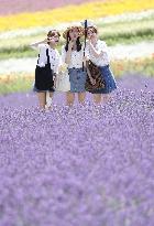 Lavender flowers bloom at Hokkaido farm