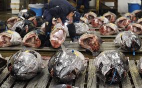 Tsukiji market scenes ahead of relocation