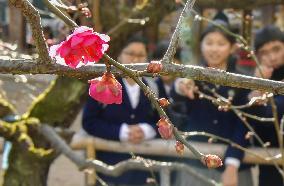 Plum blossoms at Kyoto shrine
