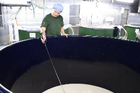 Foreign apprentices at traditional Japanese sake brewer